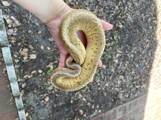 Black Pastel Trick Vanilla Pinstripe Ball Python by Matzen's Morphs