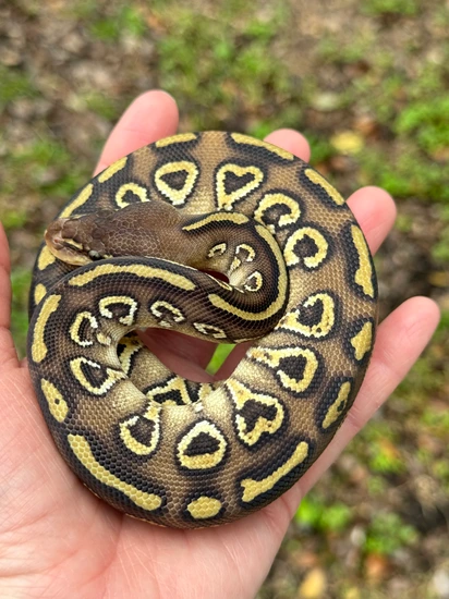 Mojave Super Trick Ball Python by Matzen's Morphs