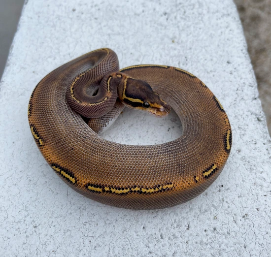 Python Cinnamon Freeway GHI Freeway Ball Python by Renfro Reptiles