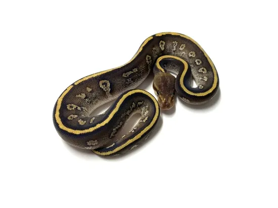 740g! Stranger Mojave 50% Het Clown Ball Python by Renowned Reptiles