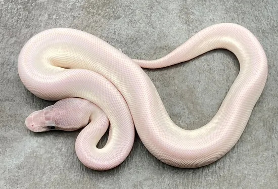 Super Mojave Ball Python by Rep-Tails