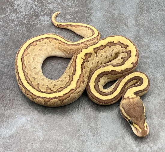 Fire Jigsaw Ball Python by Rep-Tails