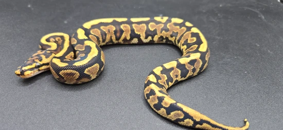Spotnose YB DH Clown Pied 66% Het Hypo Ball Python by Morphic Exotics