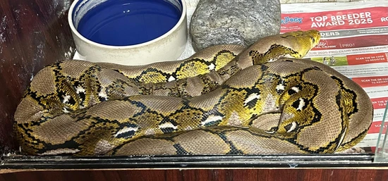 Reduced Dwarf Platinum Retic Poss D/het Albino/GStripe Reticulated ...