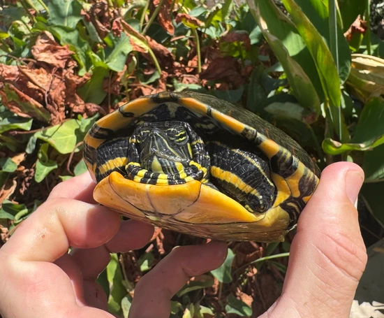 Belize Slider Slider Turtle by Cameron Lamb Exotics