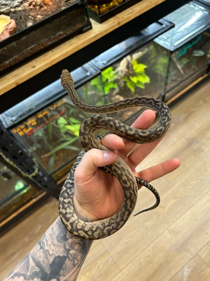 CB Southern Scrub Python by Reptile Factory