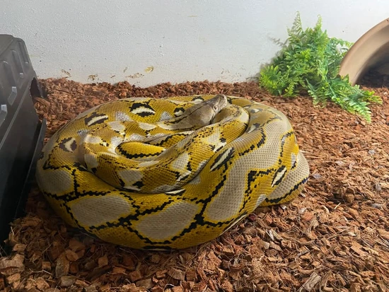 Lemonglow Reticulated Python by Reptile Factory