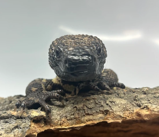 Rio Fuerte Beaded Lizard by Reptile Factory