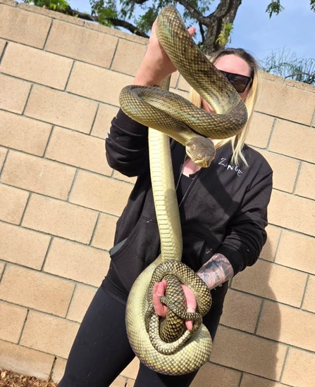 Southern Scrub Python by Reptile Factory