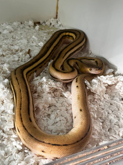 Super Tiger PH Anthrax Ogs Reticulated Python by Reptile Finders