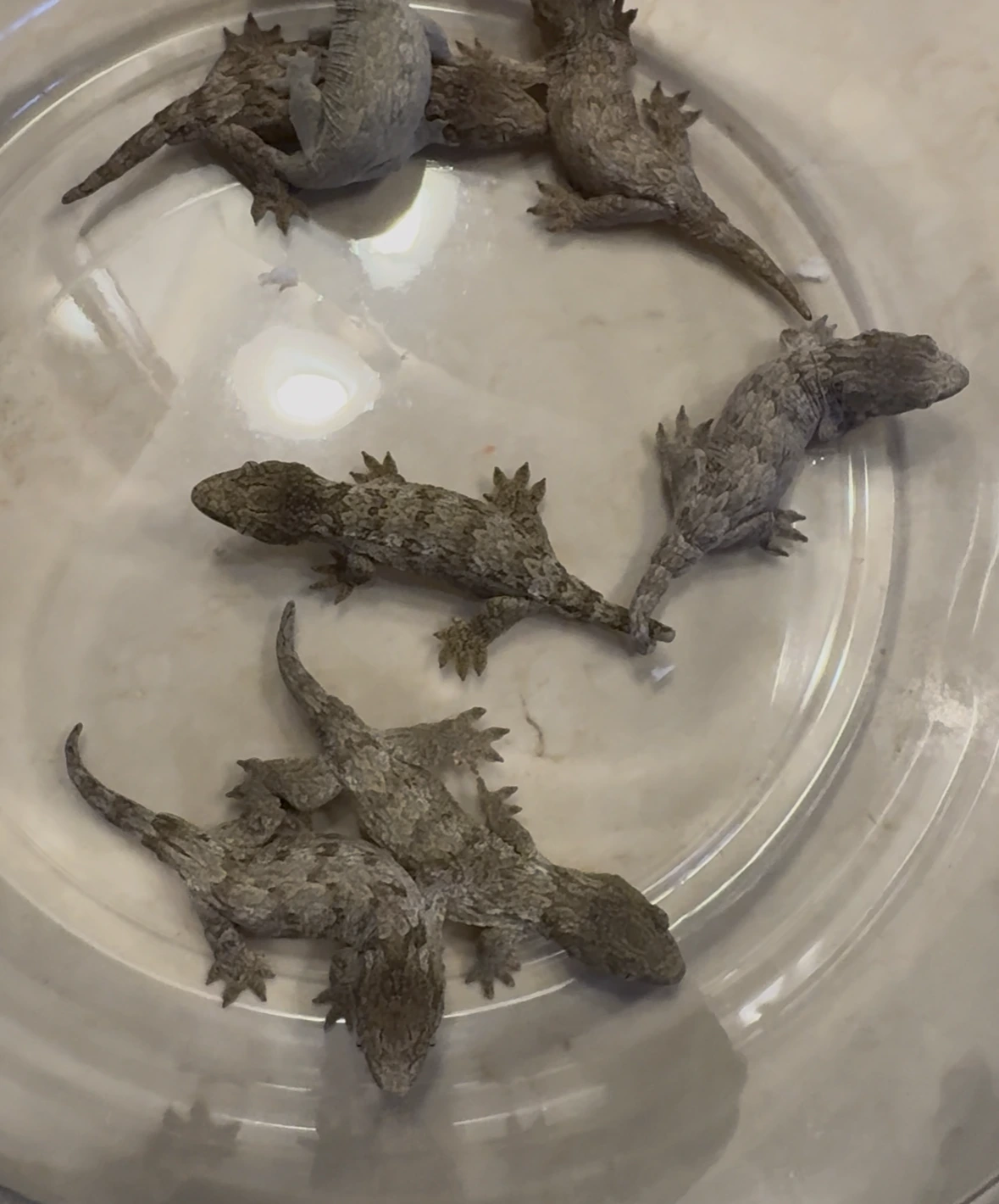 1 Male Pure Isle Of Pine Leachianus Gecko by Reptile Finders