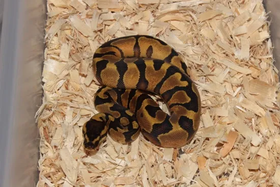 Frenzy Ball Python Enchi Yellowbelly Ball Python by Reptile Frenzy LLC