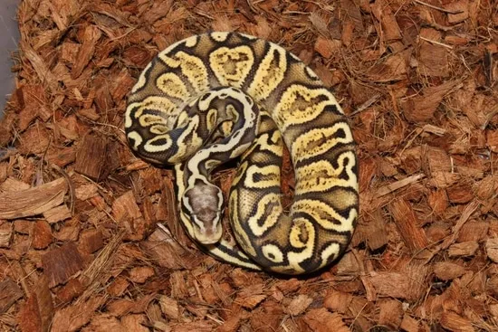Frenzy Ball Python Firefly GHI Het Desert Ghost Ball Python by Reptile Frenzy LLC