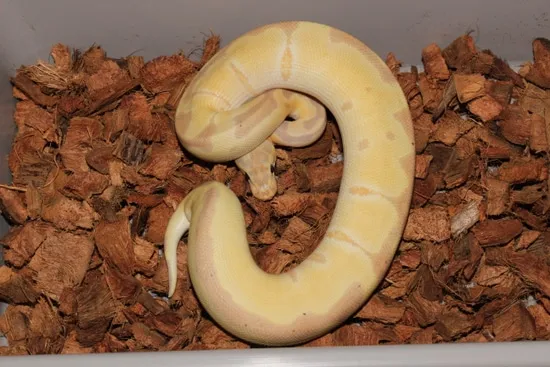 Frenzy Ball Python Banana Clown Possible Black Head Ball Python by Reptile Frenzy LLC