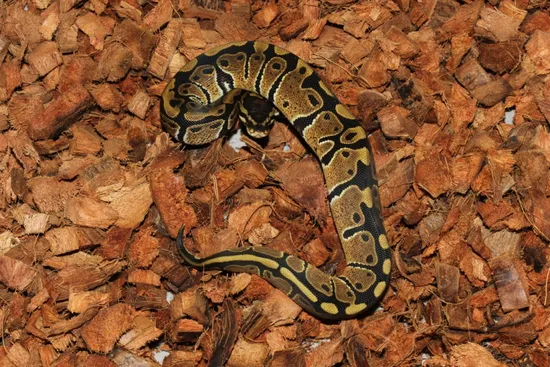 Frenzy Ball Python Double Het Desert Ghost Pied Ball Python by Reptile Frenzy LLC
