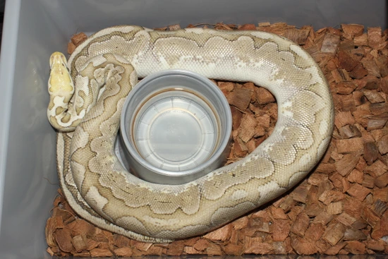 Frenzy Ball Python Pastel Bamboo Female Ball Python by Reptile Frenzy LLC