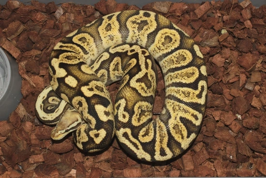 Frenzy Ball Python Firefly GHI Ball Python by Reptile Frenzy LLC