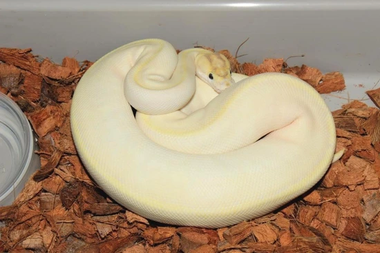Frenzy Ball Python Enchi Ivory Ball Python by Reptile Frenzy LLC