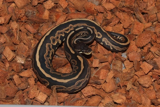 Frenzy Ball Python Cinnamon Leopard Gravel Ball Python by Reptile Frenzy LLC