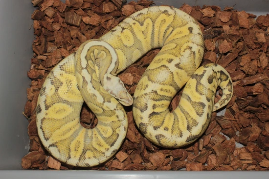 Frenzy Ball Python Super Pastel GHI Fire Het DG Ball Python by Reptile Frenzy LLC