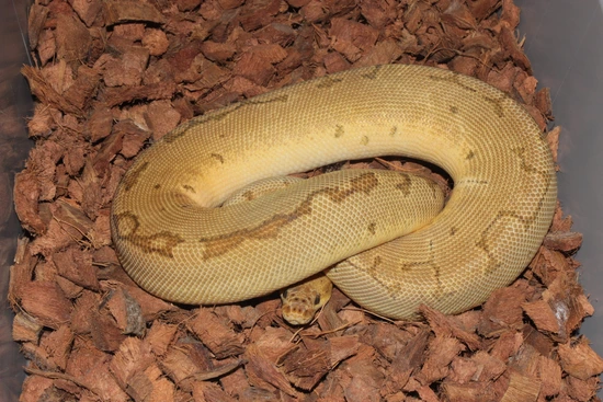 Frenzy Ball Python Enchi Fire Pinstripe Clown Ball Python by Reptile Frenzy LLC
