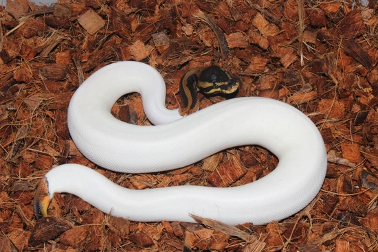 Frenzy Ball Python Leopard Pied Ball Python by Reptile Frenzy LLC