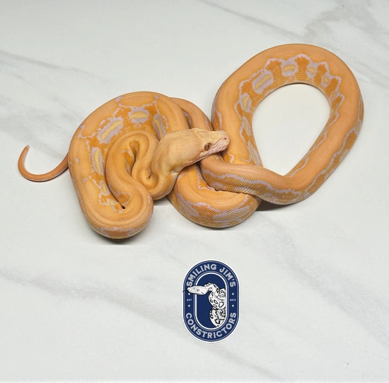 Lavender Sunfire Tiger Reticulated Python by Smiling Jim’s Constrictors