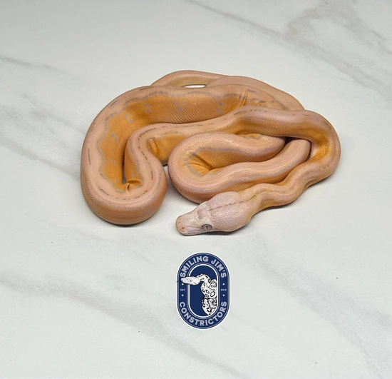 Purple Motley Sunfire Tiger Reticulated Python by Smiling Jim’s ...