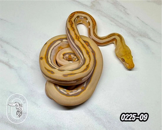*SALE* Renick Ghost Genetic Stripe Reticulated Python by Smiling Jim’s ...