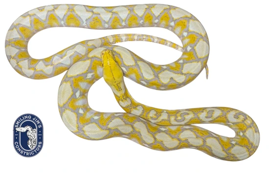 Purple Albino Reticulated Python by Smiling Jim’s Constrictors