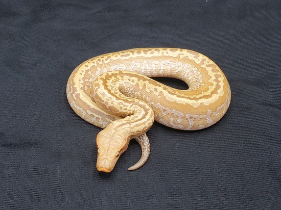 T+ Batik Blood Python by Steve Winkler Reptiles LLC