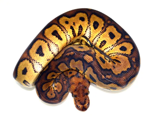 Redstripe Clown Ball Python by ReptileKreations