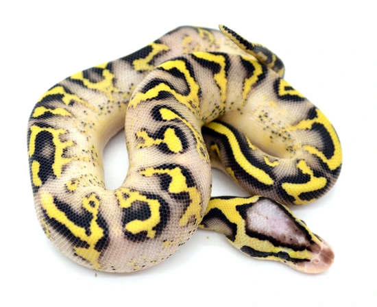 Pastel Freeway Het Clown Ball Python by ReptileKreations