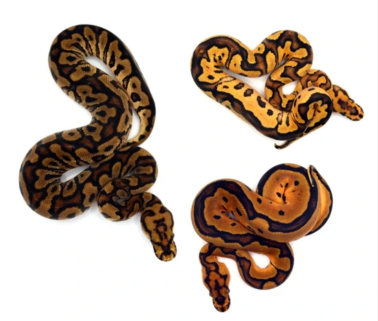 1.2 Redstripe YB/Fire Leo Clown Ball Python by ReptileKreations