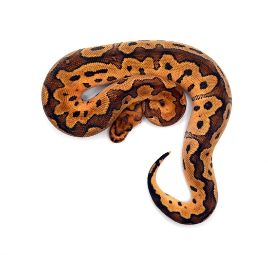 Redstripe Fire Clown 50% DG Ball Python by ReptileKreations