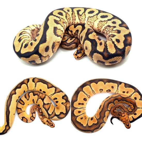 3.0 Fire/Spot YB Clown Ball Python by ReptileKreations