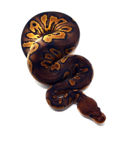 Wookie Redstripe YB Clown Ball Python by ReptileKreations