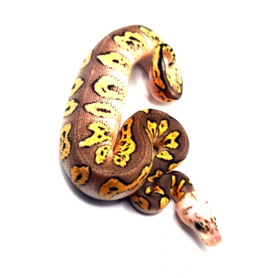 Wookie Pastel Clown Ball Python by ReptileKreations