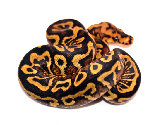 Redstripe YB Spotnose Clown Ball Python by ReptileKreations