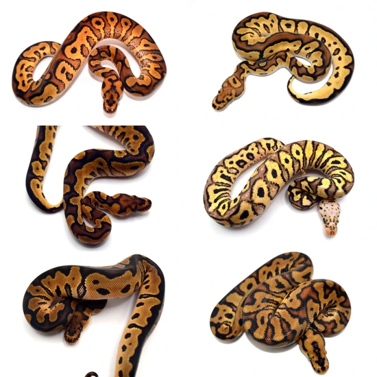 3.3 YB/Fire/Spot/Redstripe Clowns Ball Python by ReptileKreations