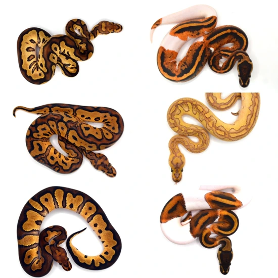 3.3 Chocolate/Leopard/YB/Redstripe/Lesser/Clown/Pieds Ball Python by ...