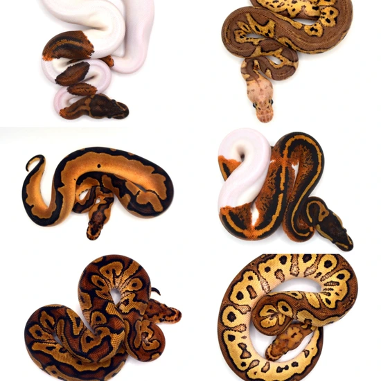 3.3 Mahogany/Spotnose/YB/Redstripe/Pied/Clowns Ball Python by ...