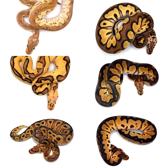 3.3 Choco/Redstripe/YB/Fire/Enchi Clowns Ball Python by ReptileKreations