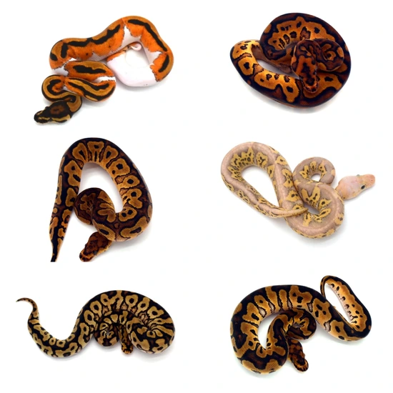 3.3 YB/RS/Spot/OD/Pied/Clowns Ball Python by ReptileKreations