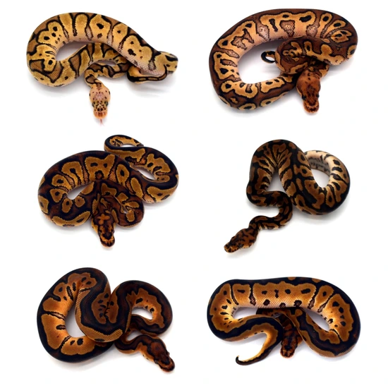 3.3 RS/YB/Spot/Fire/Leo Clowns Ball Python by ReptileKreations