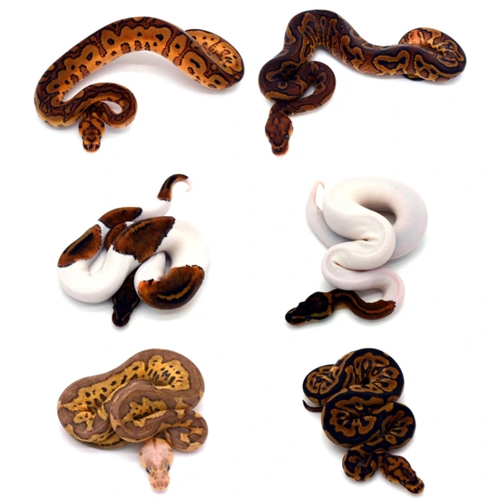 3.3 Mahog/RS/YB/Fire/Spot/Clown/Pied Ball Python by ReptileKreations