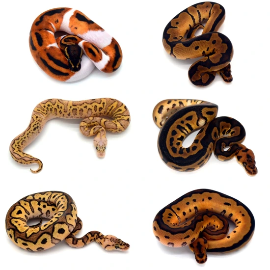 3.3 OD/YB/Leo/RS/Fire/Pied/Clowns Ball Python by ReptileKreations