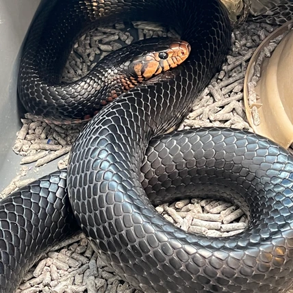 邦楽 Mardelas/Snake to Revive + morphose Snake to Metamorphose | Mardelas Official Website