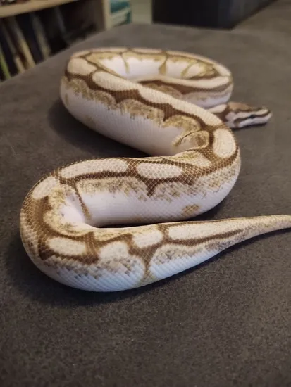 Butter Spider Calico Ball Python by Scaled Art Reptiles
