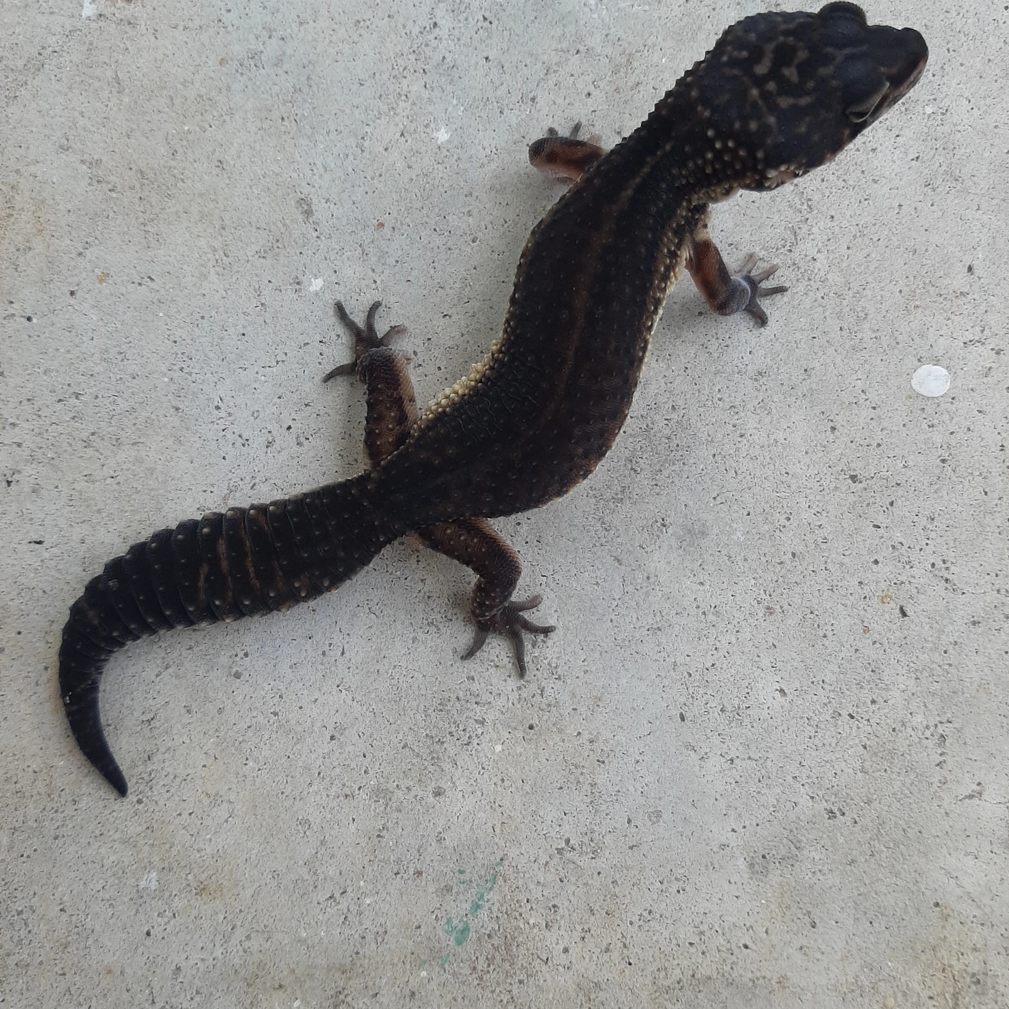 Black Night Black Pearl Charcoal Ph Murphy Patternless Leopard